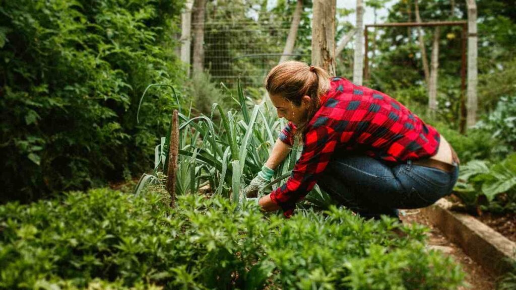 Container gardening on a windowsill showing modern victory garden ideas for saving money